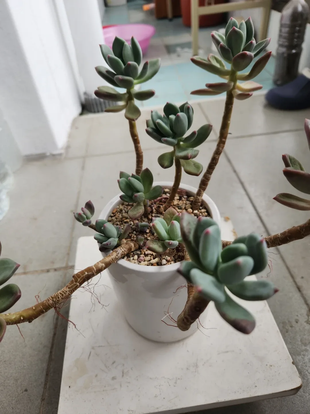 다육이 식물 화분