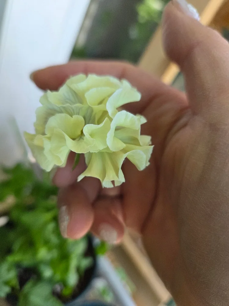 일본팬지(식물)