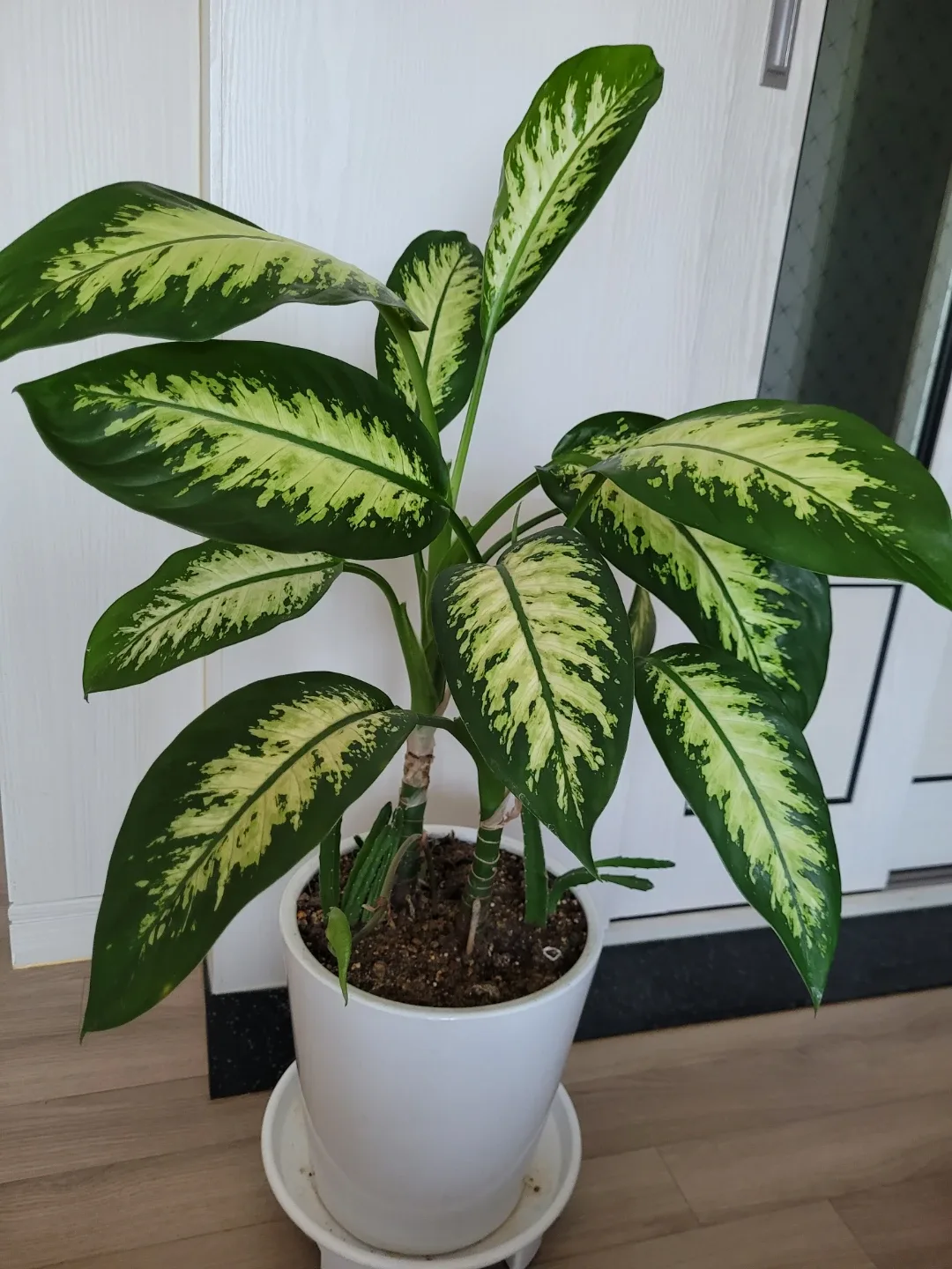 디펜바키아 마리안느 공기정화 식물