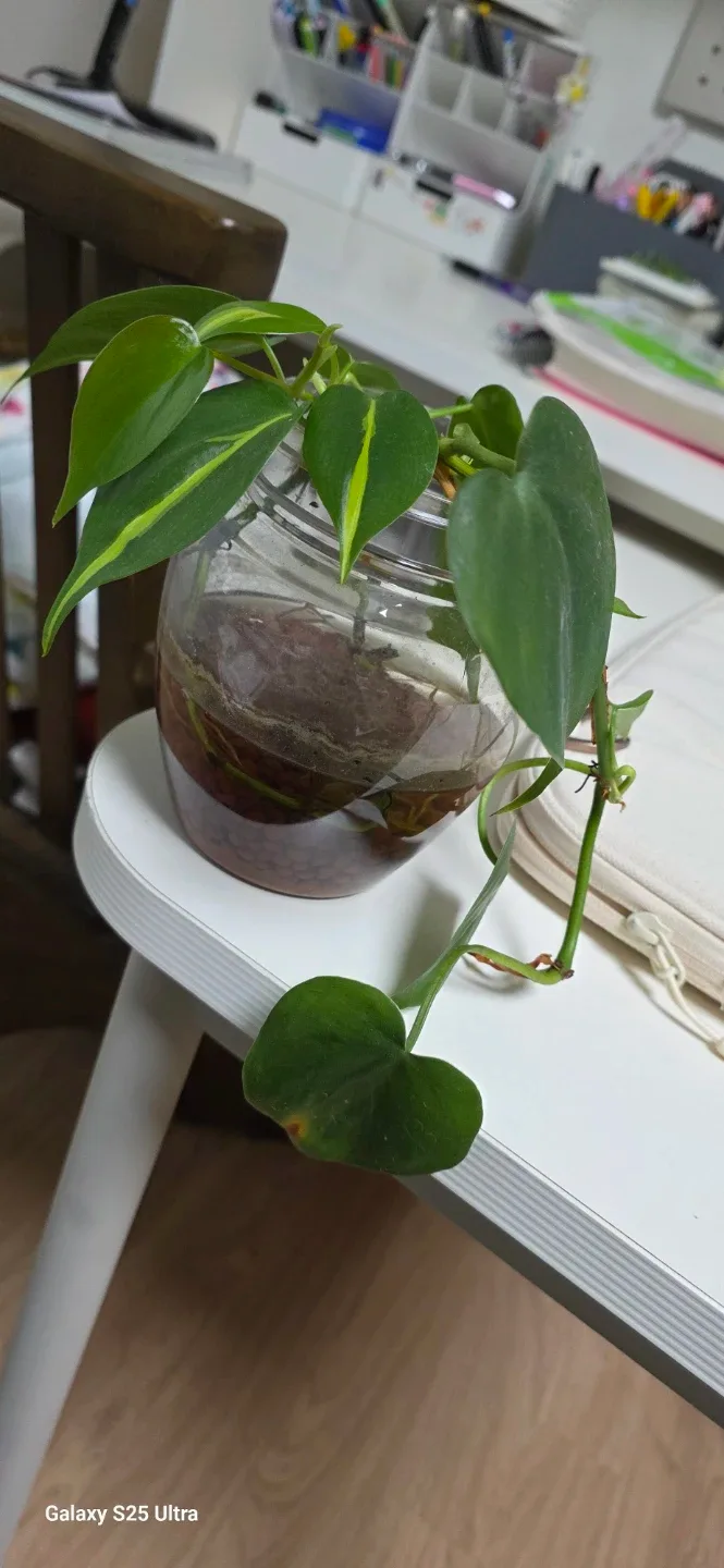 수경재배 식물.필로덴드론