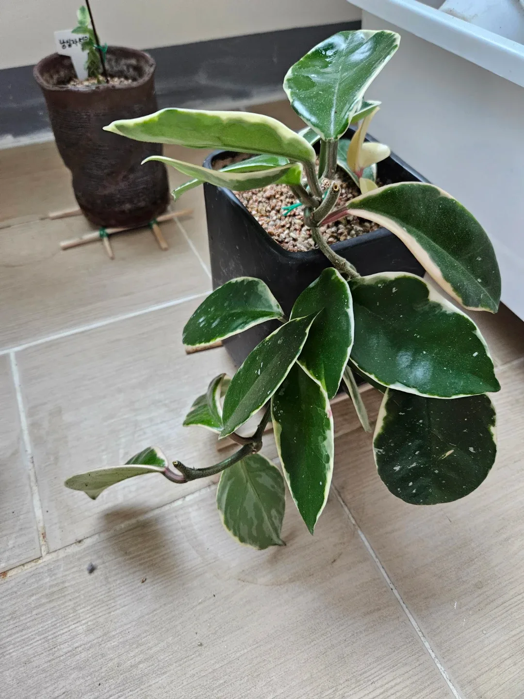 무늬 호야 식물 (화분 포함)