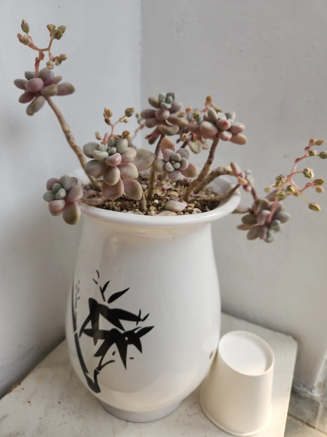 다육이 식물 화분