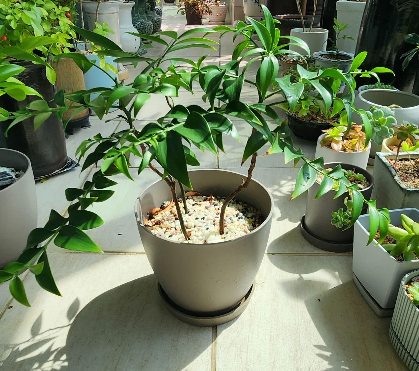 싱그러운 관엽식물