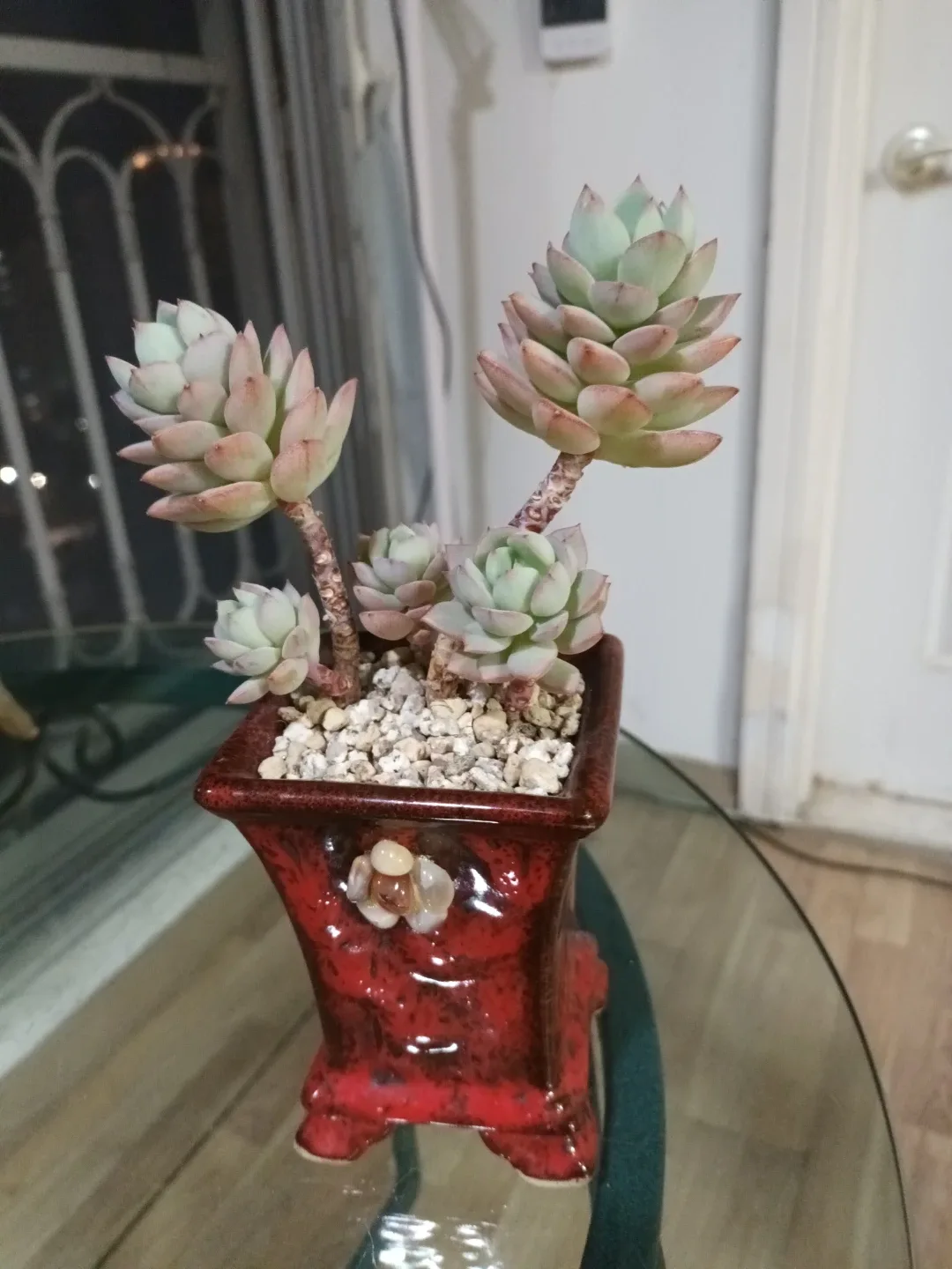 바닐라비스 (다육식물)