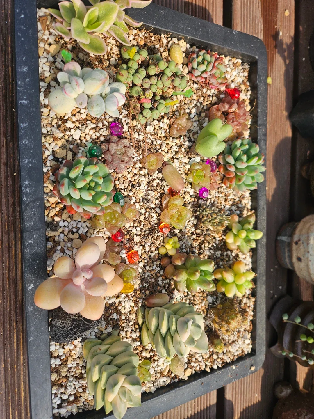 다육 식물 화분 한판