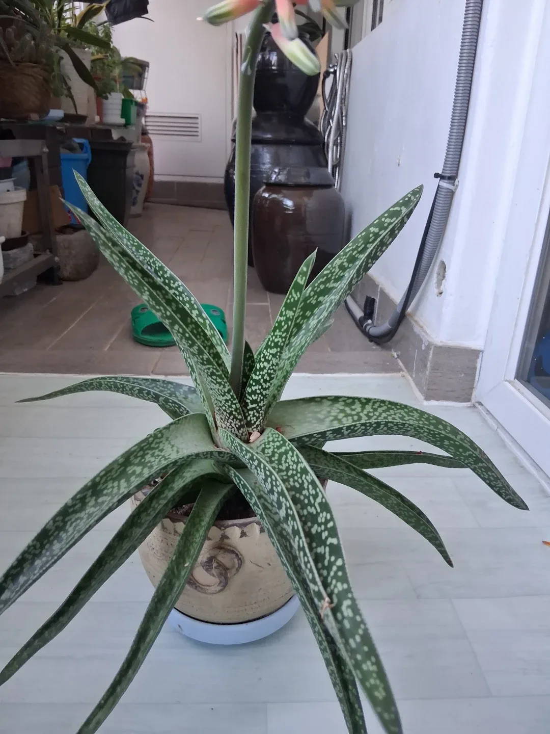 꽃대 올린 귀여운 다육식물