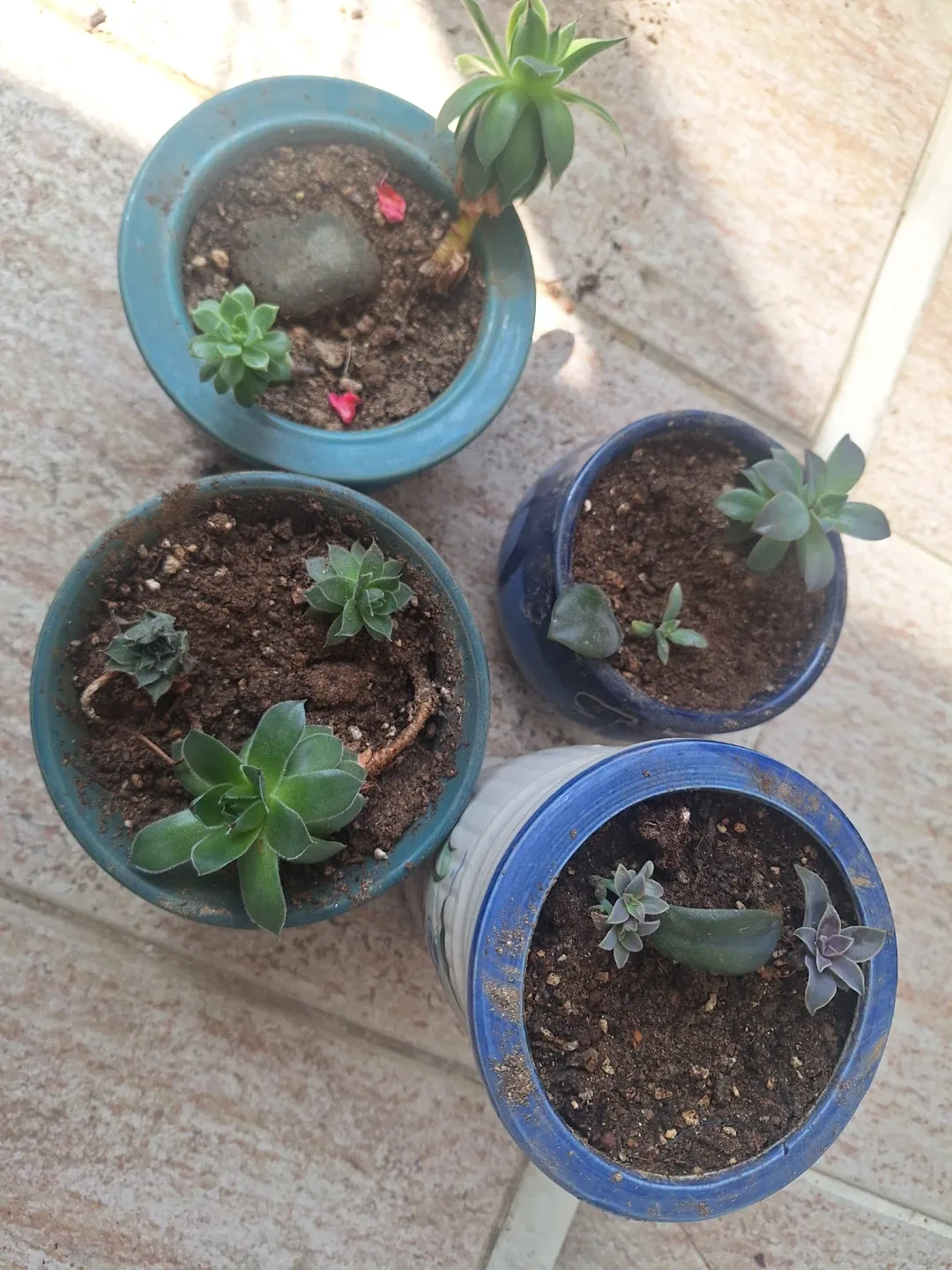다육이 식물 4종 세트 (화분 포함)