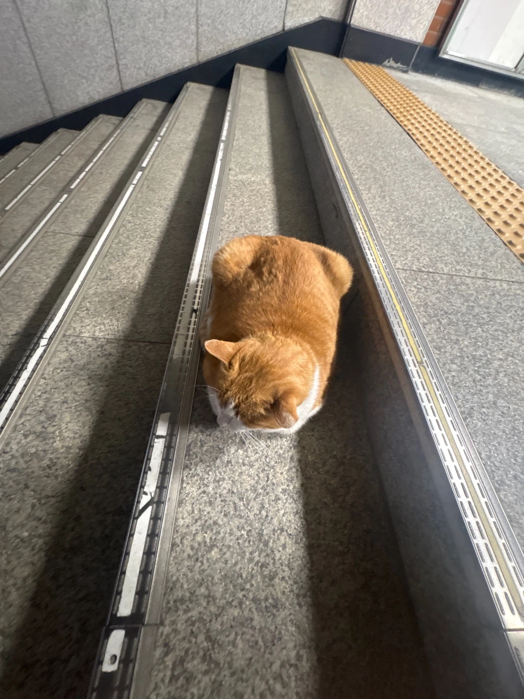 옷장 정리 중입니다!! (나이키 데우스 보세)