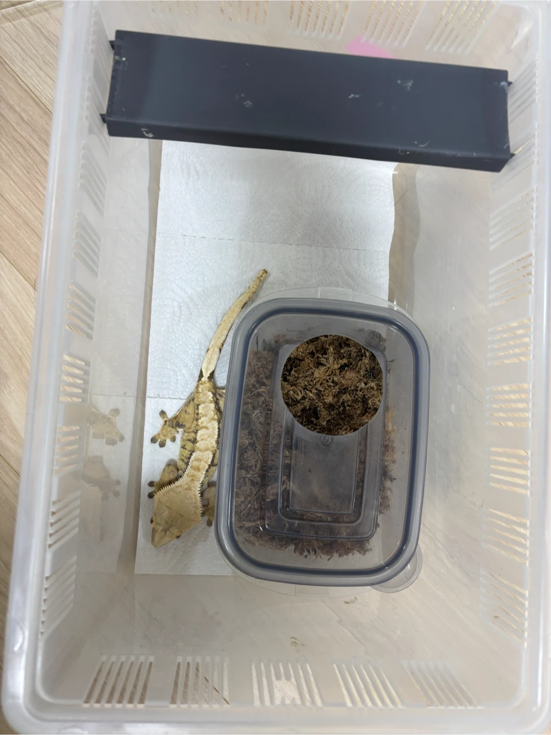 크레스티드 게코 도마뱀 적재형 사육장