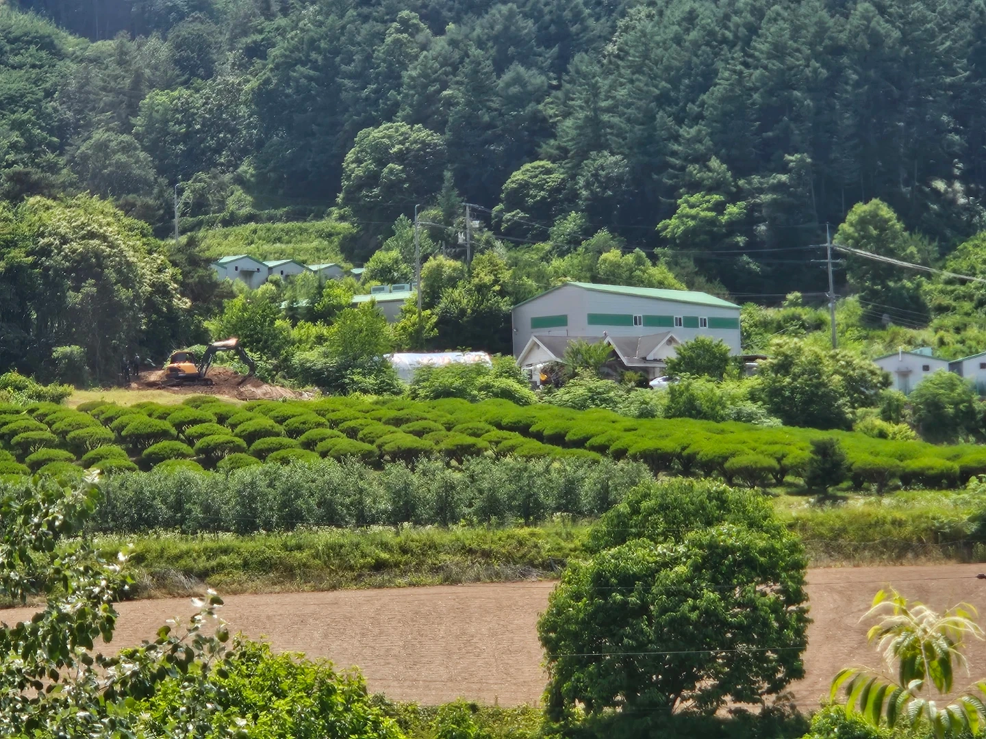 둥근 소나무 판매