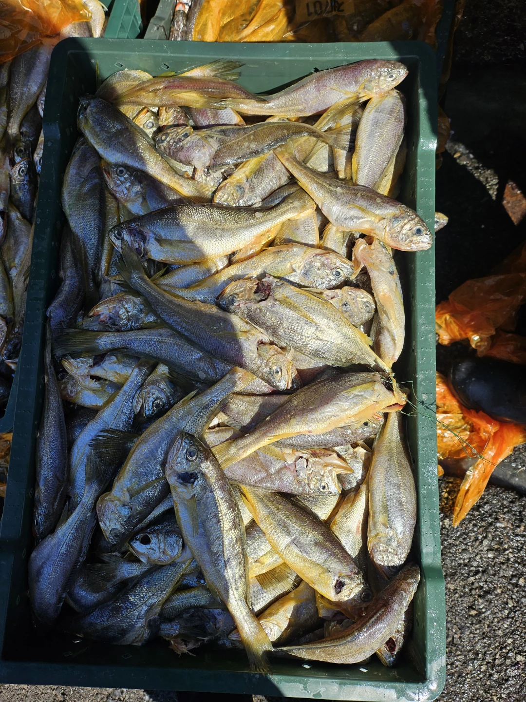 선상 낚시 보트 엔진 및 내부 시설