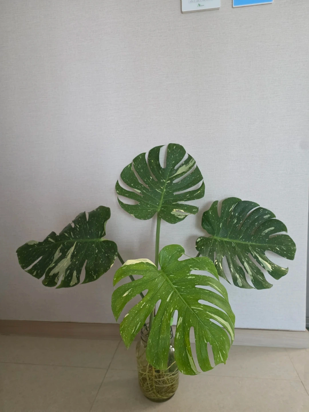 무늬 몬스테라