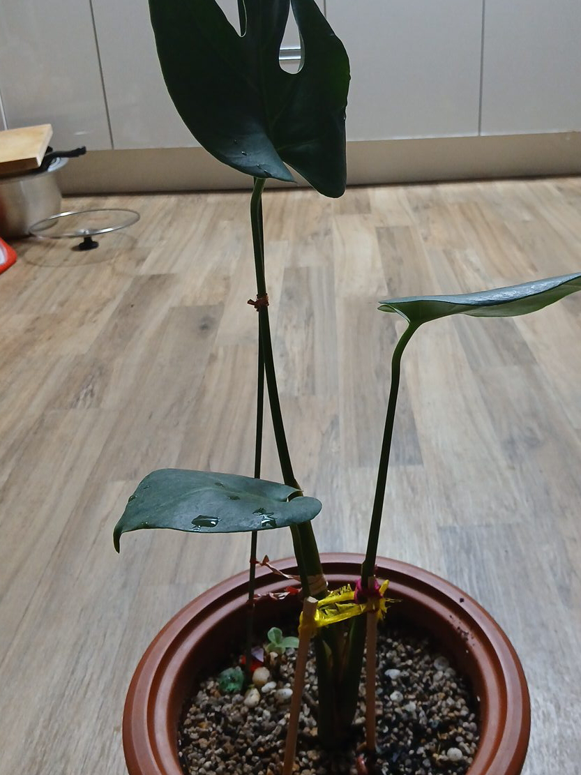 미니 몬스테라 식물(사진은 참고해주세요.)👈👉사진옆폐이지 넘겨보세욤.(중고상품)몬스테라,얼룩자주달개비,(2종)