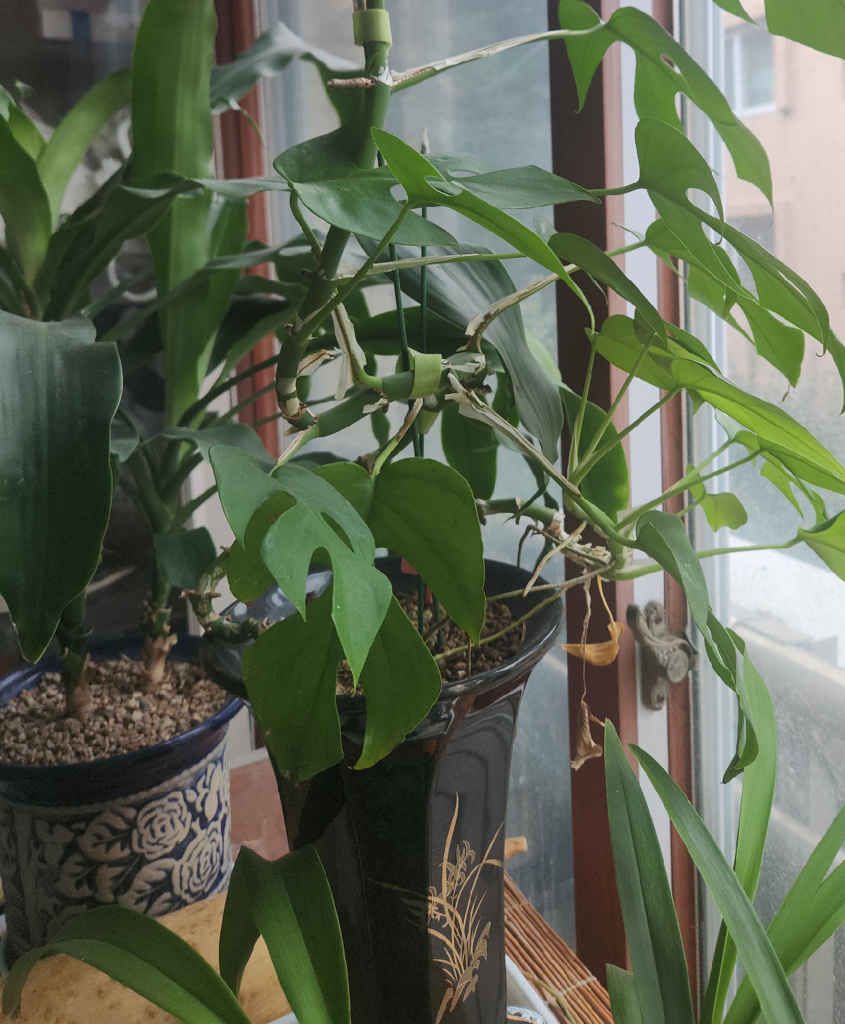 몬스테라 닮은 식물