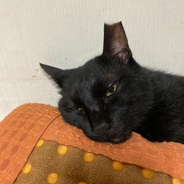 김호태호