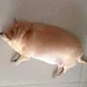 휴지필름