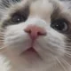 애옹