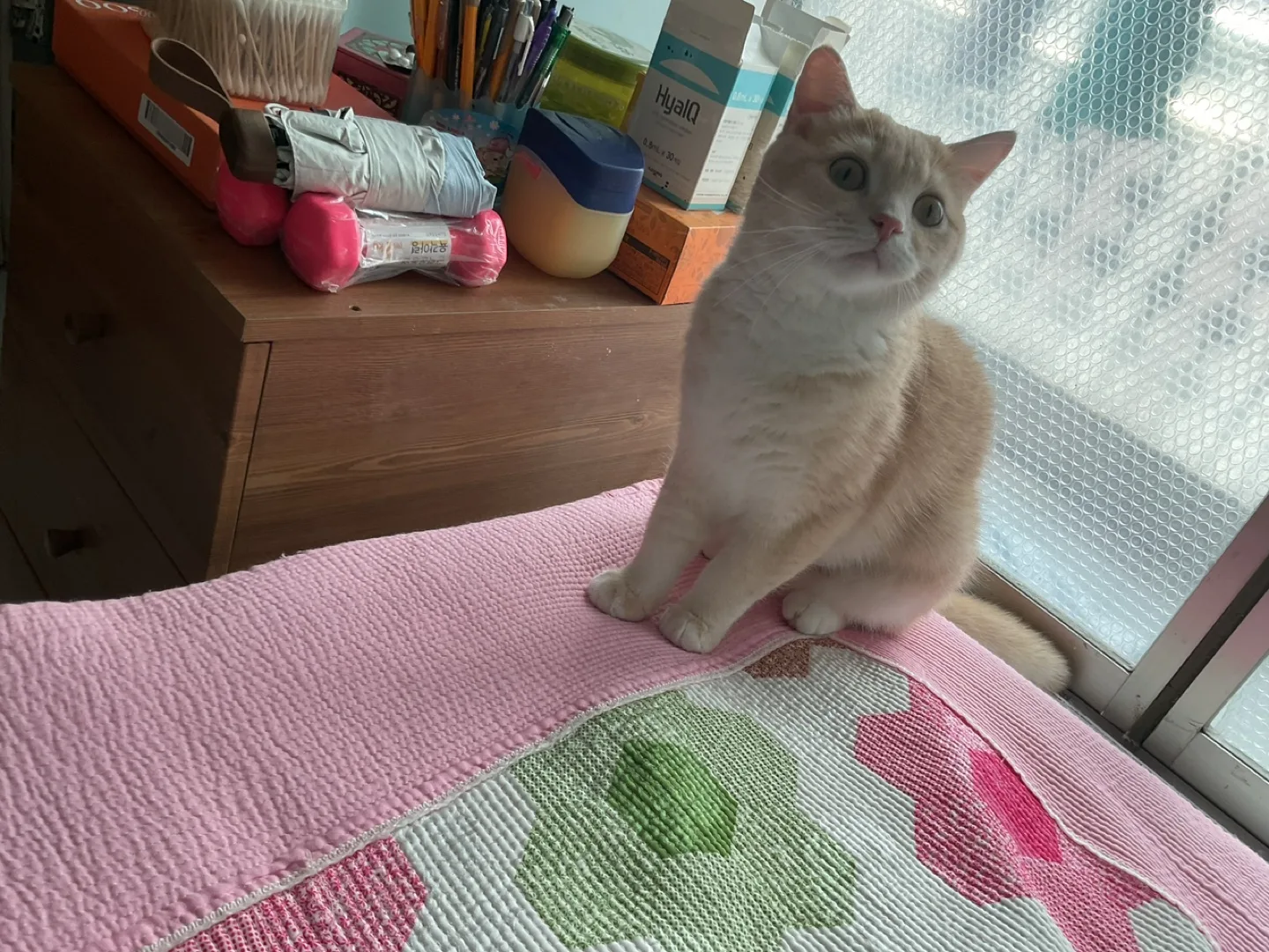 호빵