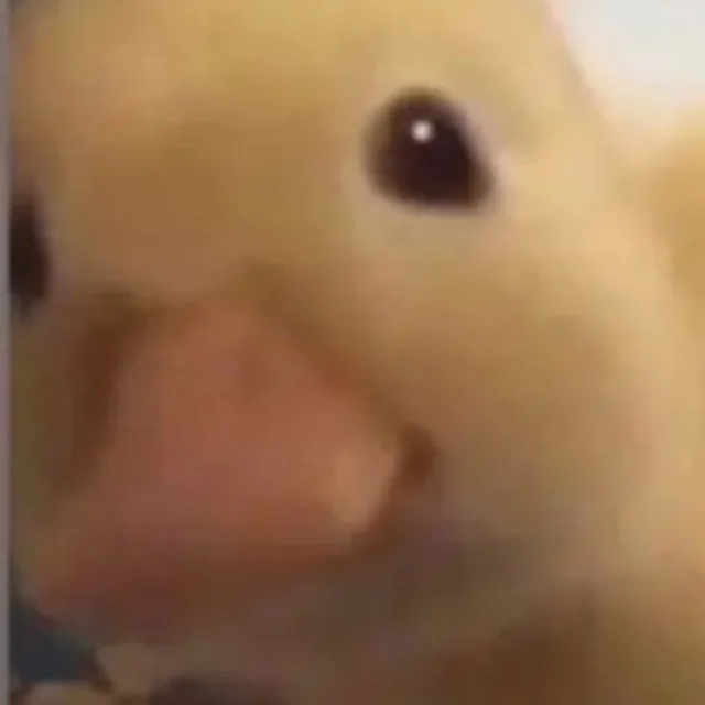 동백이