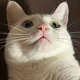 오리꽥꽥
