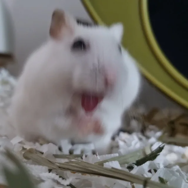 바니바니