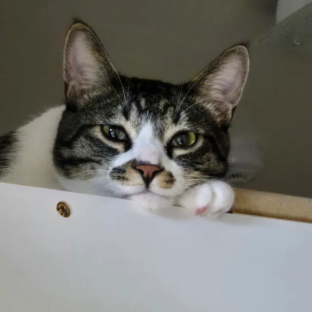 하루
