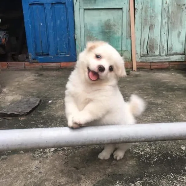 해롱