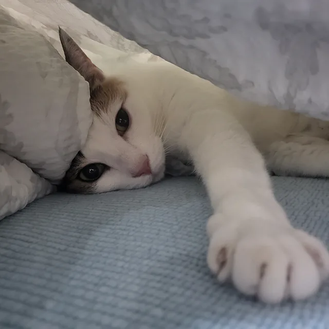 유레카