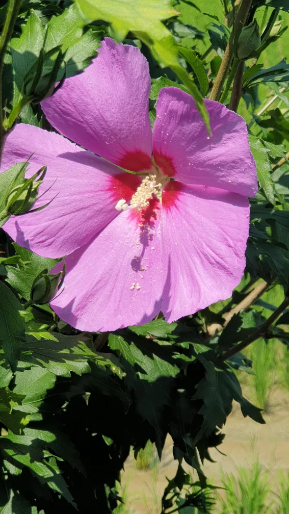 메뚜기