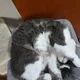 지니