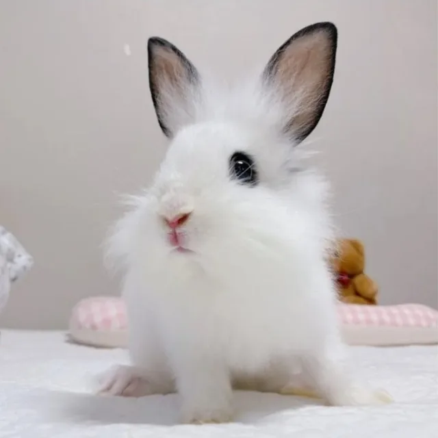 당근쪼