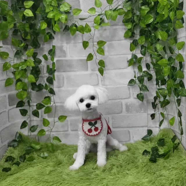 승리
