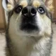 가비