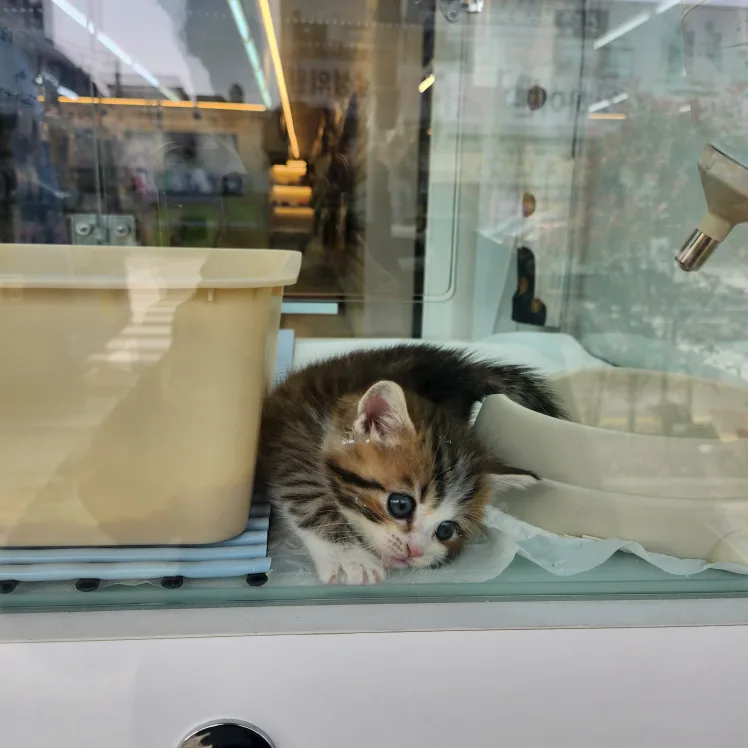 띠모