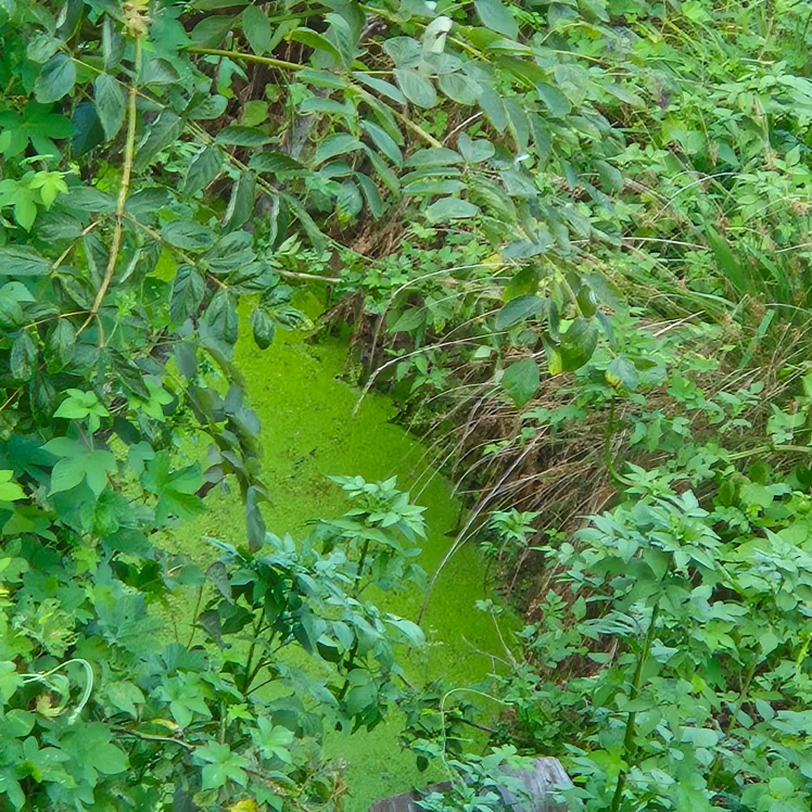Greenpeace