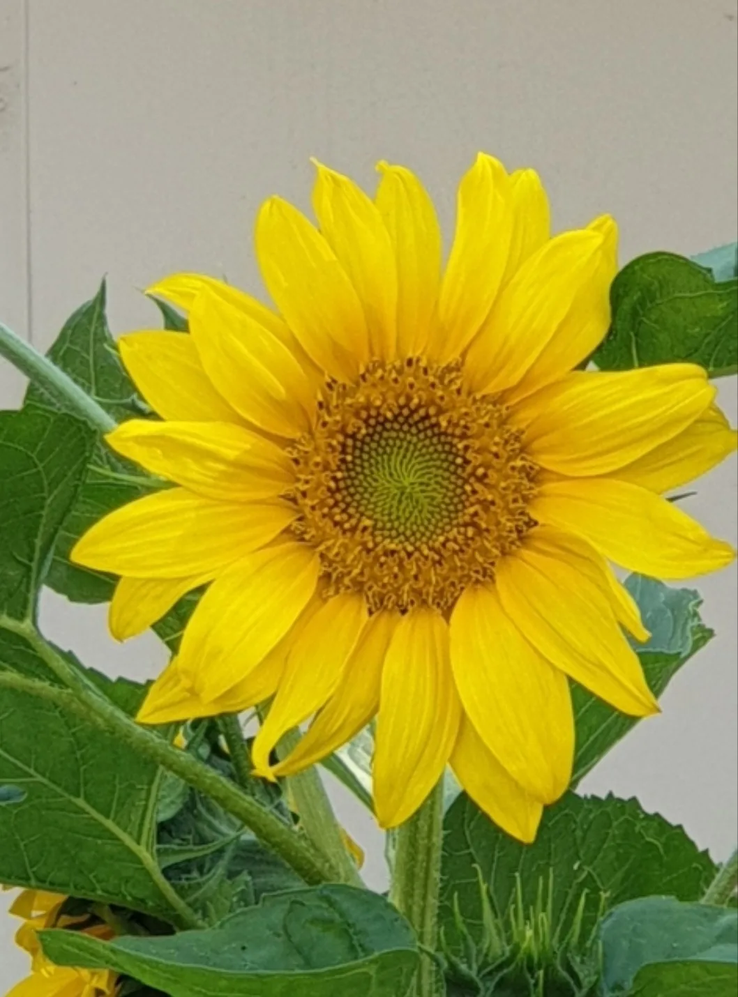 가가