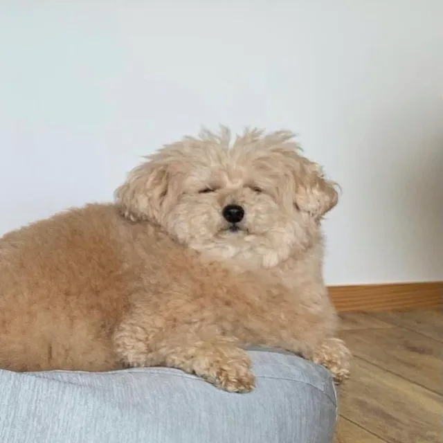 아이스민트
