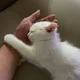 우리집고양이
