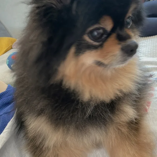 키치키치