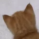 당긍
