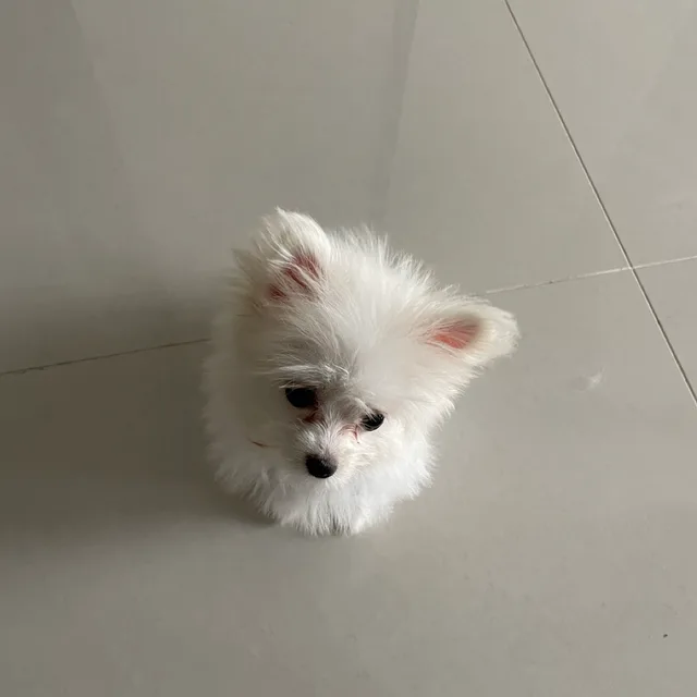 미니머얼