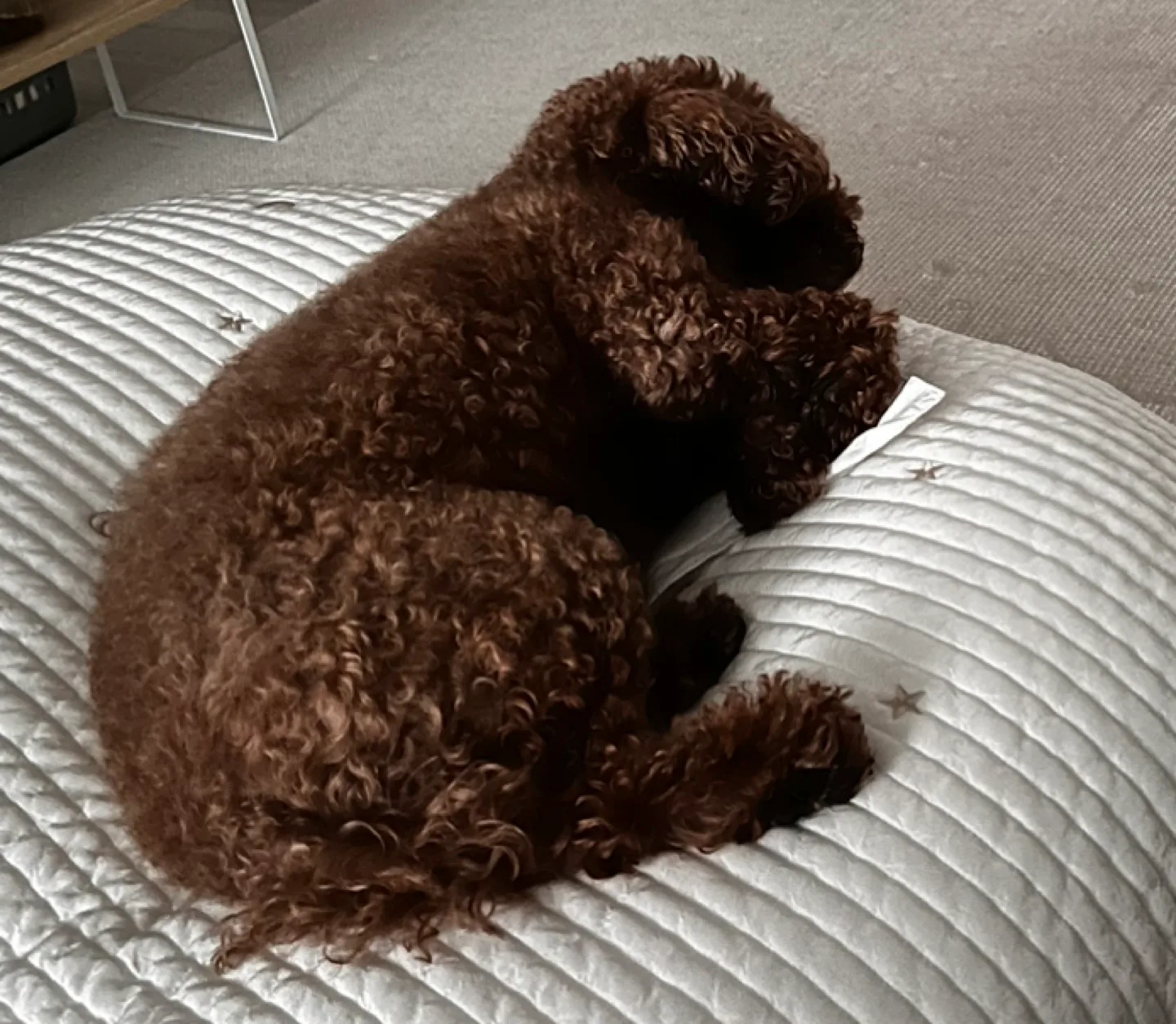 코코낸내땅콩