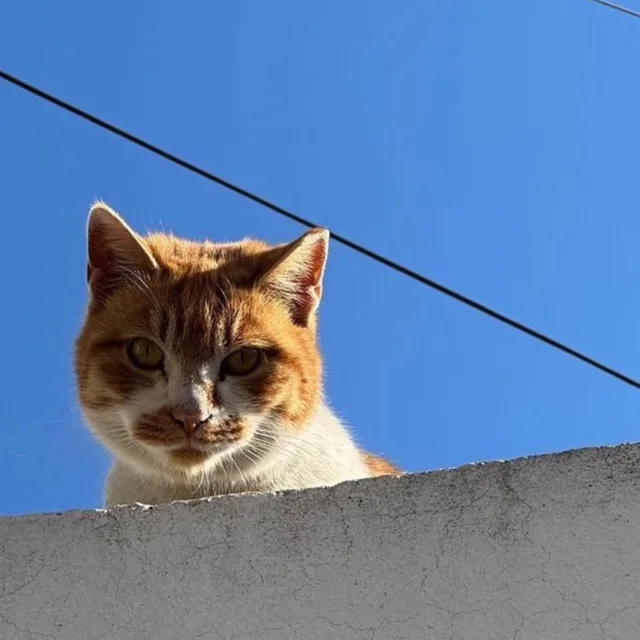 네네코