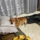 아이스크림파는망고