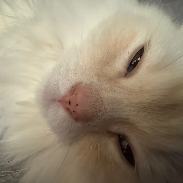 강뽀송이