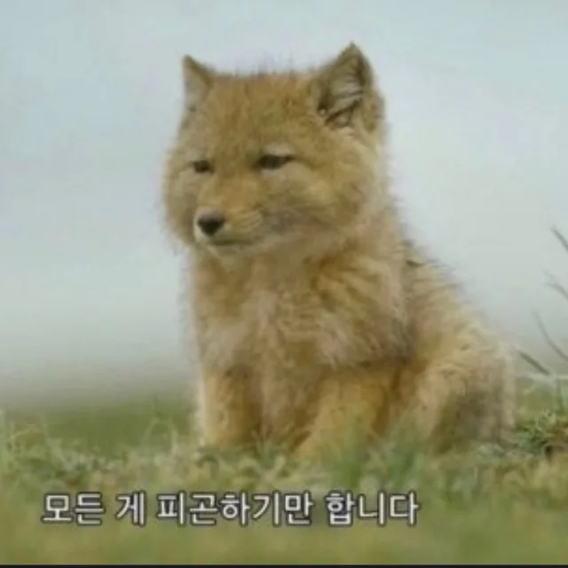 티벳