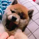 시바이누