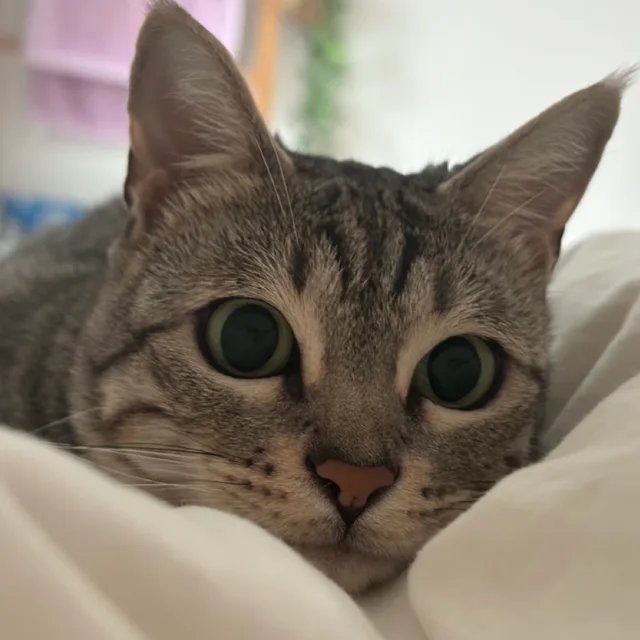 당근탱