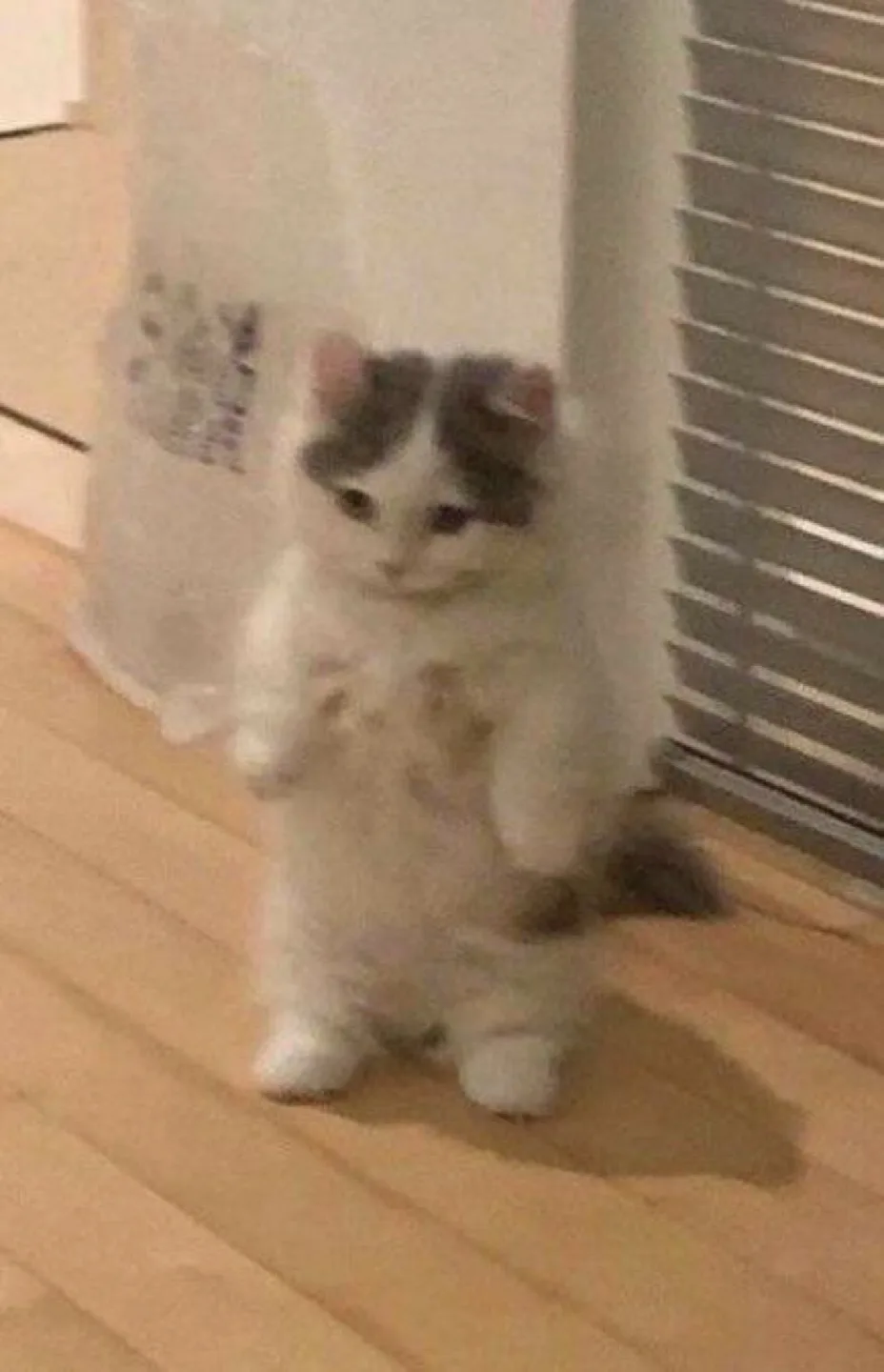 나만없어고양이