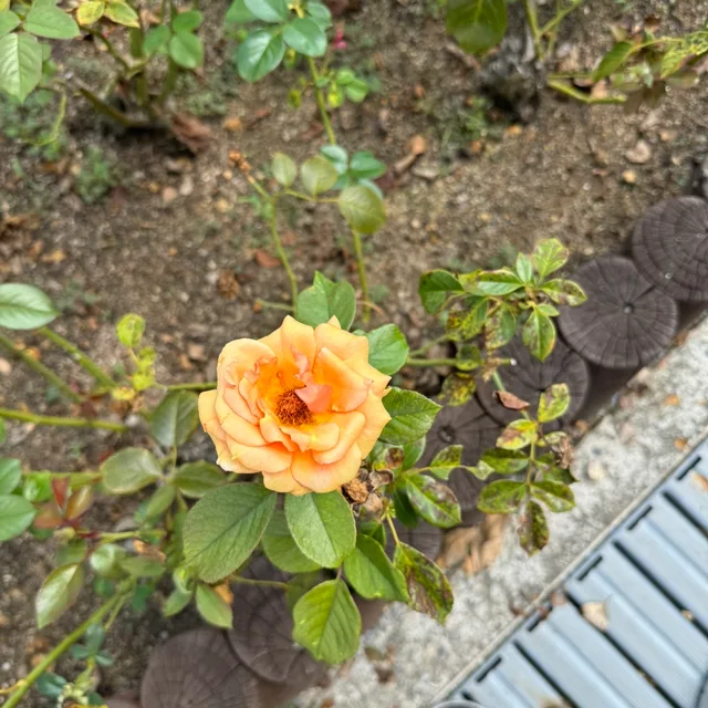 은비